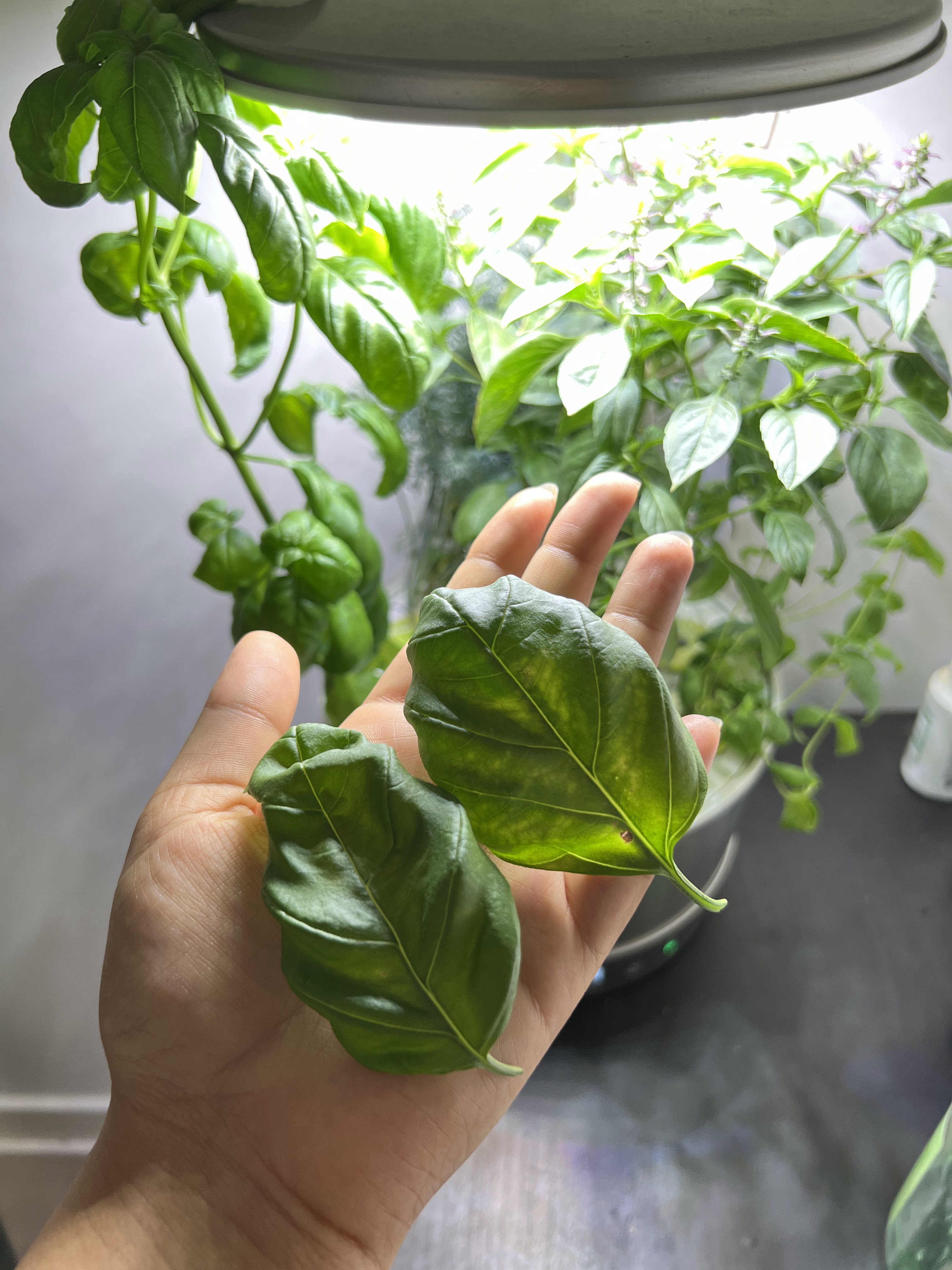 Garden plants
