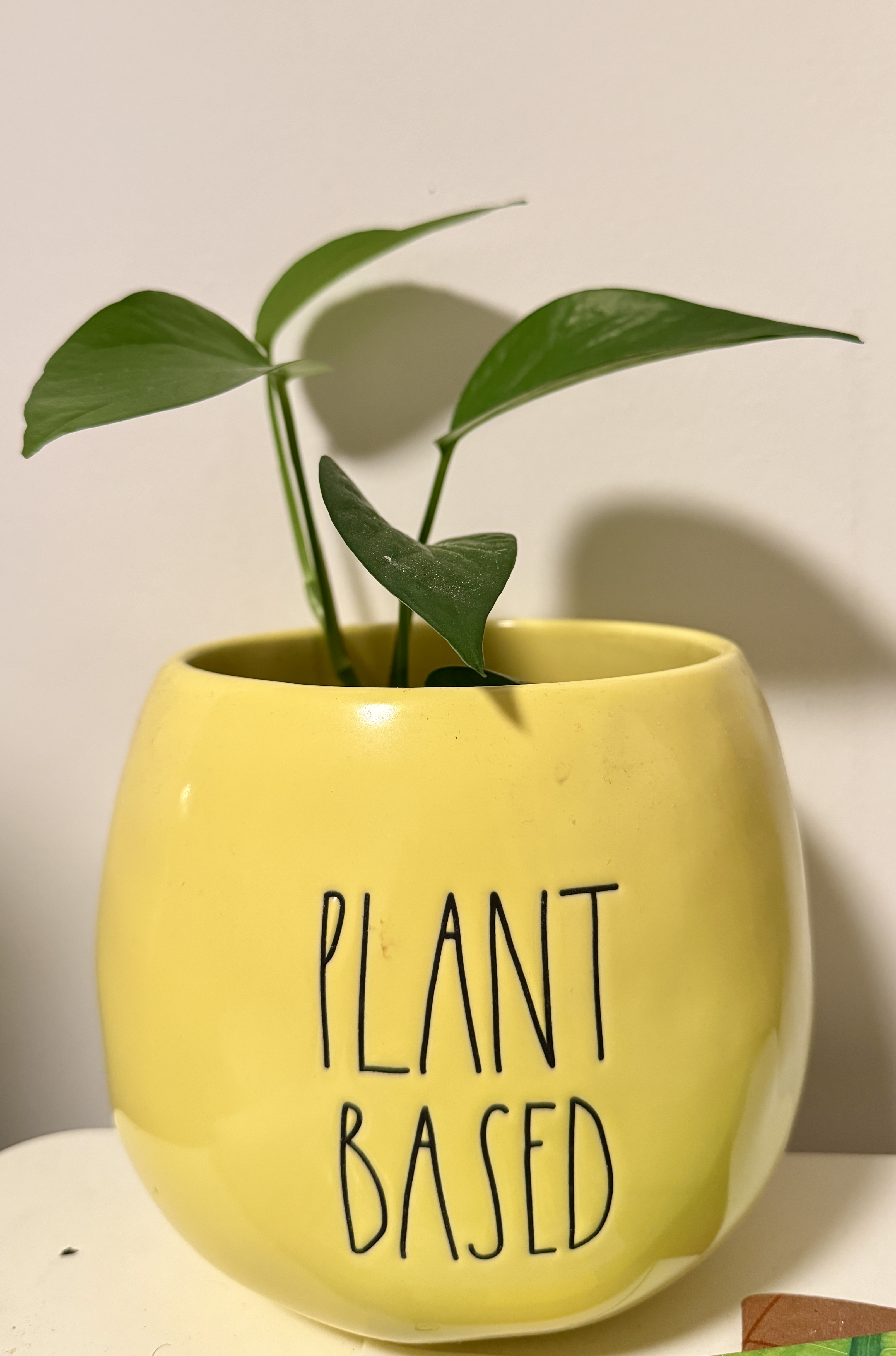 Garden plants